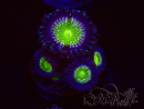 WYSIWYG - Zoanthus Granny Apple Smith 30I8