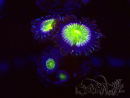 WYSIWYG - Zoanthus Granny Apple Smith