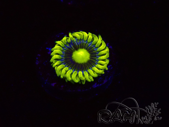 WYSIWYG - Zoanthus Corona 30K2