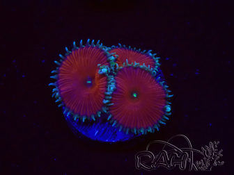 WYSIWYG - Protopalythoa red death 30L2