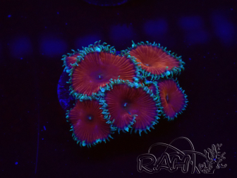 WYSIWYG - Protopalythoa red death 30L3