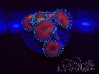 WYSIWYG - Protopalythoa red death 30L9