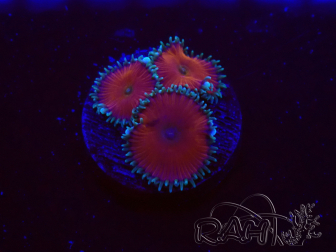 WYSIWYG - Protopalythoa red death 30L10