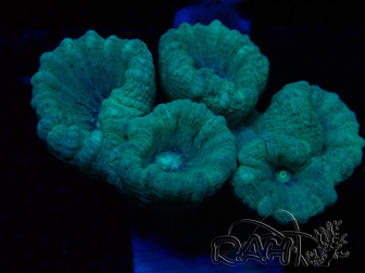 WYSIWYG Caulastrea furcata Grey/Blue