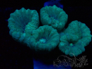 WYSIWYG Caulastrea furcata Grigio/Blu