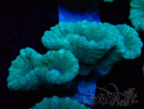 WYSIWYG Caulastrea furcata Grau/Blau