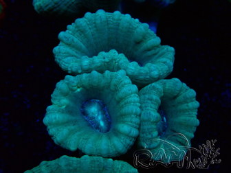 WYSIWYG Caulastrea furcata Gris/Azul