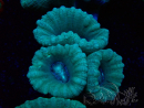 WYSIWYG Caulastrea furcata Green/Blue 12N3