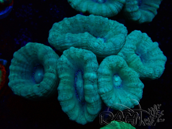 WYSIWYG Caulastrea furcata Grey/Blue