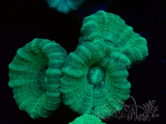 WYSIWYG Caulastrea furcata Grau/Blau
