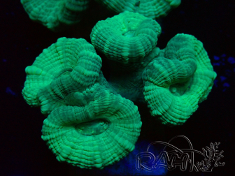 WYSIWYG Caulastrea furcata Grau/Blau