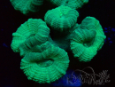 WYSIWYG Caulastrea furcata Green/Blue 12N6