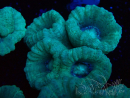 WYSIWYG Caulastrea furcata Gris/Azul