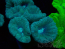 WYSIWYG Caulastrea furcata Gris/Azul