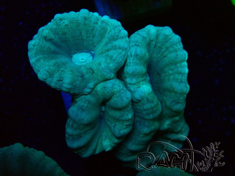 WYSIWYG Caulastrea furcata Grey/Blue