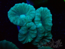 WYSIWYG Caulastrea furcata Grey/Blue
