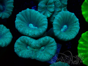 WYSIWYG Caulastrea furcata Grey/Blue