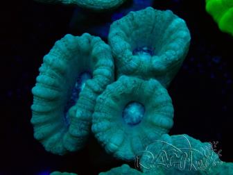WYSIWYG Caulastrea furcata Grey/Blue