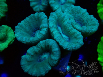 WYSIWYG Caulastrea furcata Grey/Blue