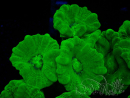 WYSIWYG Caulastrea furcata Amarillo