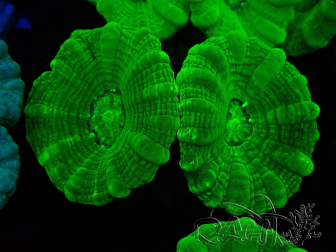 WYSIWYG Caulastrea furcata Giallo
