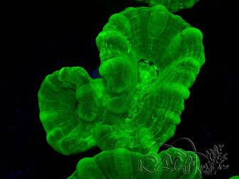 WYSIWYG Caulastrea furcata Giallo