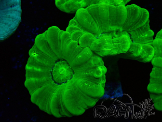 WYSIWYG Caulastrea furcata Gelb