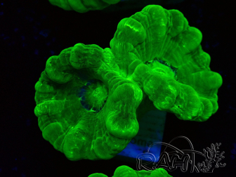 WYSIWYG Caulastrea furcata Gelb