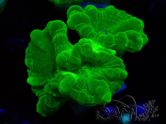 WYSIWYG Caulastrea furcata Giallo