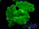 WYSIWYG Caulastrea furcata Yellow 6