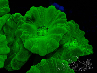 WYSIWYG Caulastrea furcata Giallo