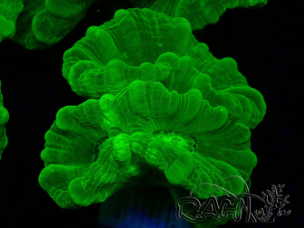 WYSIWYG Caulastrea furcata Yellow