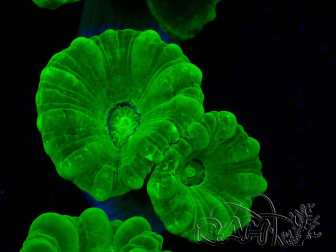 WYSIWYG Caulastrea furcata Yellow