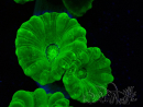 WYSIWYG Caulastrea furcata Amarillo