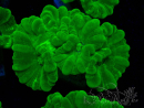 WYSIWYG Caulastrea furcata Amarillo