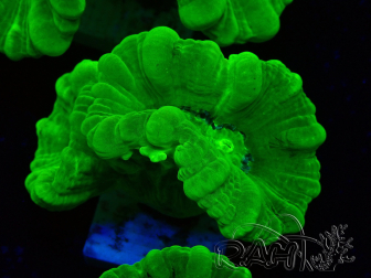 WYSIWYG Caulastrea furcata Giallo