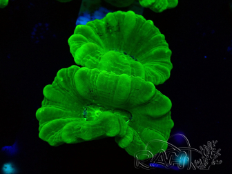 WYSIWYG Caulastrea furcata Giallo
