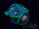 WYSIWYG Micromussa lordhowensis (antes Acanthastrea)