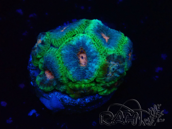 WYSIWYG Micromussa lordhowensis (formerly Acanthastrea)