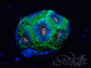 WYSIWYG Micromussa lordhowensis (formerly Acanthastrea)