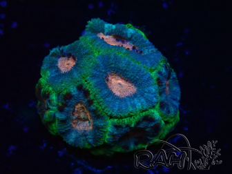 WYSIWYG Micromussa lordhowensis (ehemals Acanthastrea)