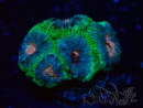 WYSIWYG Micromussa lordhowensis (ehemals Acanthastrea)