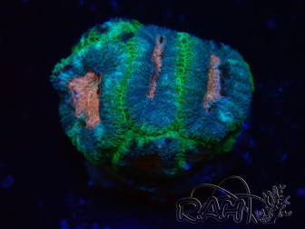 WYSIWYG Micromussa lordhowensis (ex Acanthastrea)
