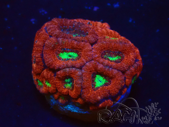 WYSIWYG Micromussa lordhowensis (ehemals Acanthastrea)