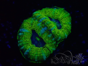 WYSIWYG Micromussa lordhowensis (ehemals Acanthastrea)
