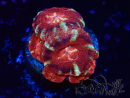 WYSIWYG Micromussa lordhowensis (ex Acanthastrea)