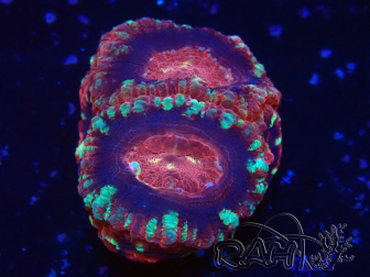 WYSIWYG Micromussa lordhowensis (ehemals Acanthastrea)
