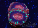 WYSIWYG Micromussa lordhowensis (ehemals Acanthastrea)