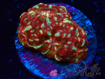 WYSIWYG Micromussa lordhowensis (ex Acanthastrea)