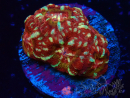 WYSIWYG Micromussa lordhowensis (ehemals Acanthastrea)